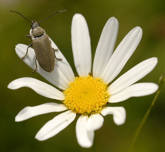 Dascilidae: Dascillus cervinus